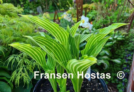 Hosta Siberian Tiger